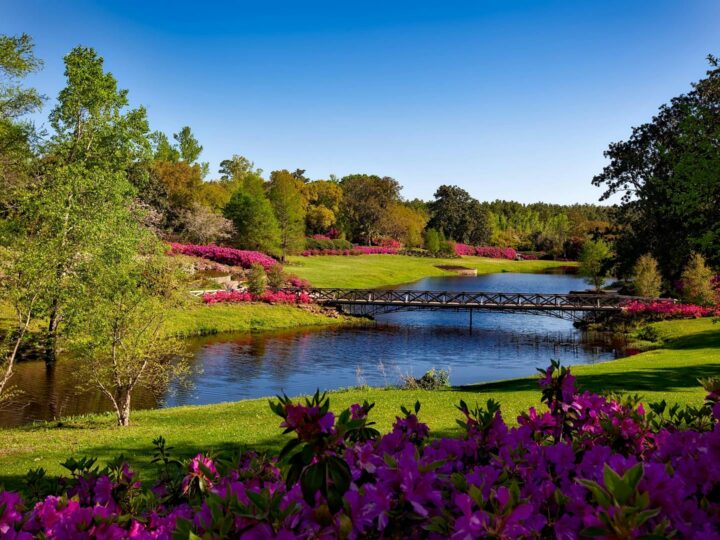 Water Garden